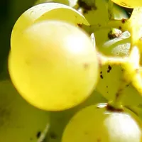 Palmarès du Domaine Guy et Yvan Dufouleur